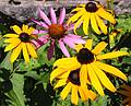 Aug 15, 2001 - Maudslay State Park, Newburyport, Massachusetts.<br />Black eyed susans and ?