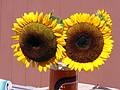 Aug 26, 2001 - At Marie's, Lawrence, Massachusetts.<br />Sunflowers.