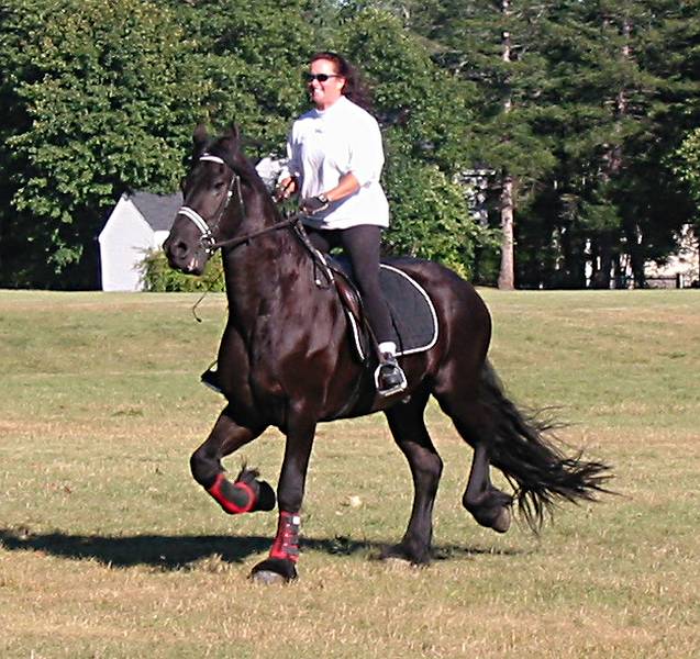 Sept 16, 2001 - Maudslay State Park, Newburyport, Massachusetts.<br />Fresian horse.
