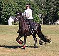 Sept 16, 2001 - Maudslay State Park, Newburyport, Massachusetts.<br />Fresian horse.