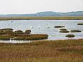 Oct 3, 2001 - Parker River National Wildlife Refuge, Plum Island, Massachusetts.<br />Swans and pond across from parking lot 3.