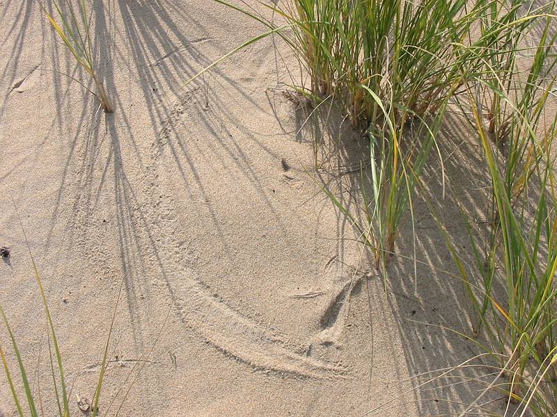 Oct 3, 2001 - Parker River National Wildlife Refuge, Plum Island, Massachusetts.<br />Beach grass on beach off parking lot 3.