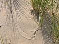 Oct 3, 2001 - Parker River National Wildlife Refuge, Plum Island, Massachusetts.<br />Beach grass on beach off parking lot 3.