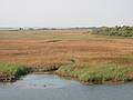 Oct 3, 2001 - Parker River National Wildlife Refuge, Plum Island, Massachusetts.<br />View north from tower at Hellcat Swamp.