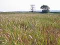 Oct 3, 2001 - Parker River National Wildlife Refuge, Plum Island, Massachusetts.<br />Tall grass along walk at Hellcat Swamp with tower in back.