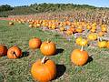 Oct 6, 2001 - Cedar Hill Farm off Rte. 150 in Amesbury, Massachusetts.<br />Pumpkins.