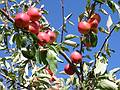 Oct 6, 2001 - Cedar Hill Farm off Rte. 150 in Amesbury, Massachusetts.<br />Apples.