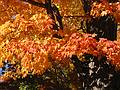 Oct 18, 2001 - Locust Street Cemetery, Merrimac, Massachusetts.