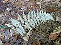 Oct 24, 2001 - Maudslay State Park, Newburyport, Massachusetts.<br />A fern.