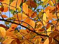 Oct 24, 2001 - Maudslay State Park, Newburyport, Massachusetts.<br />Beech leaves.