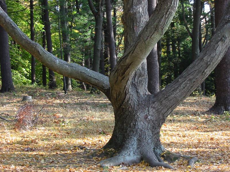 Oct 24, 2001 - Maudslay State Park, Newburyport, Massachusetts.