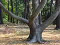Oct 24, 2001 - Maudslay State Park, Newburyport, Massachusetts.