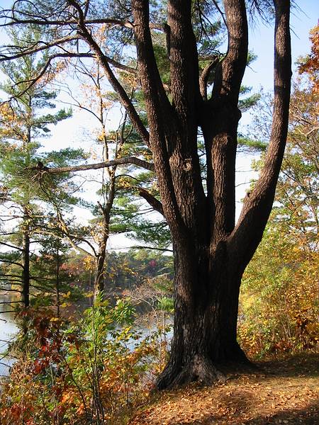 Oct 24, 2001 - Maudslay State Park, Newburyport, Massachusetts.
