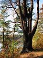 Oct 24, 2001 - Maudslay State Park, Newburyport, Massachusetts.