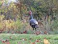 Oct 24, 2001 - Merrimac, Massachusetts.<br />Wild turkey in new development off Locust Street.