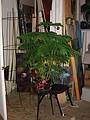 Dec 22, 2001 - At Joyce's studio, Amesbury, Massachusetts.