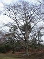 Dec 28, 2001 - On the Curtis estate, Manchester, Massachusetts.<br />The old beech tree at the edge of the Stone House lawn.