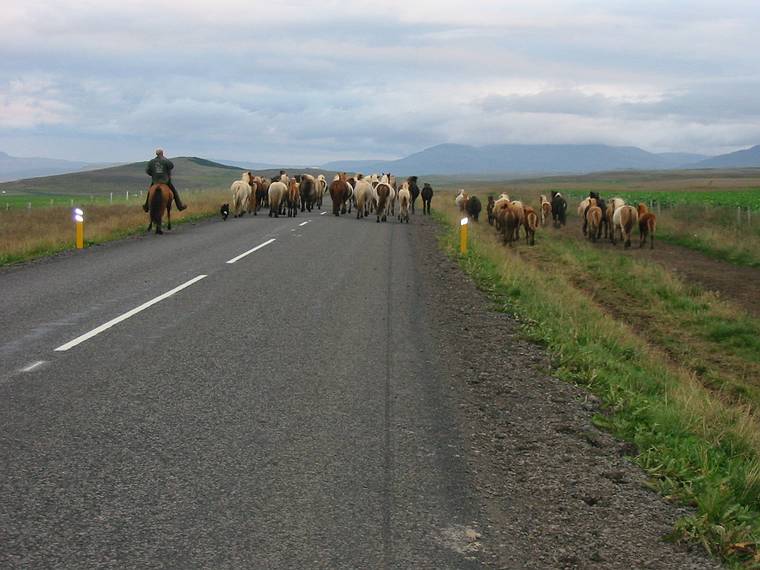 Aug 28, 2001 - Reykjastrnd, Iceland.<br />Icelandic horses.