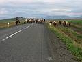 Aug 28, 2001 - Reykjastrnd, Iceland.<br />Icelandic horses.