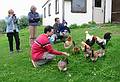 Aug 29, 2001 - At the Bjrk farm, Akureyri, Iceland.<br />Eric feeding the chickens while Baiba, Joyce and Melody with Gujn look on.