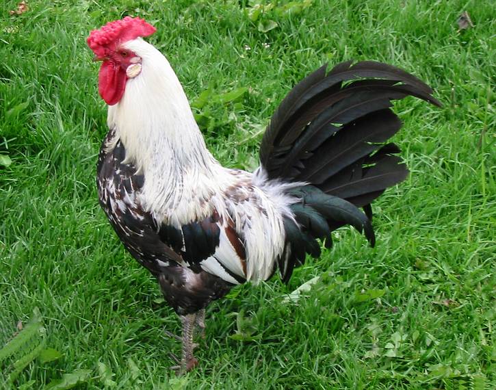Aug 29, 2001 - At the Bjrk farm, Akureyri, Iceland.<br />An Icelandic rooster.