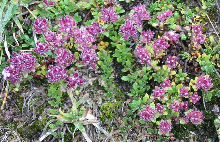 Aug 29, 2001 - SE shore of Mvatn (Hfi), Iceland.<br />Moss campion (lambagras in Icelandic).