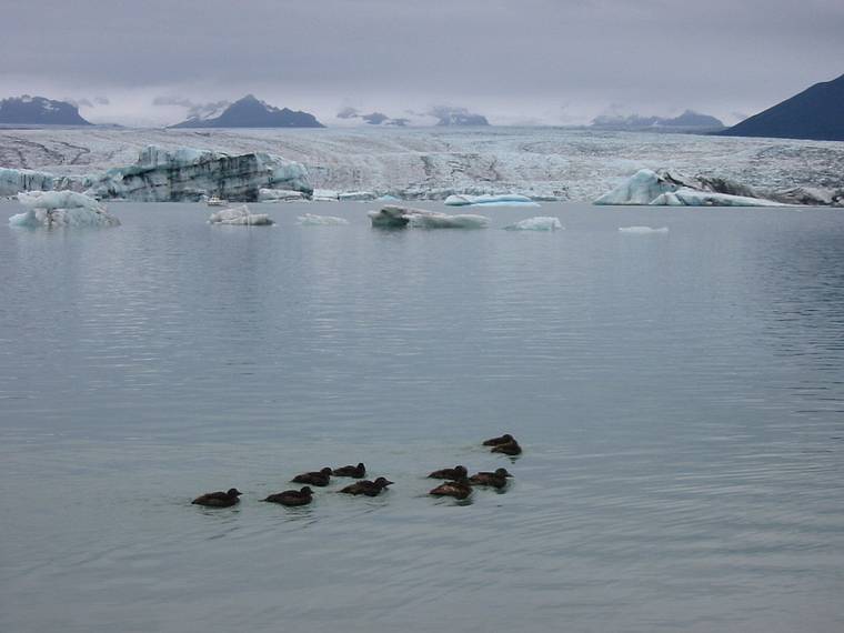 Sept 1, 2001 - At the shore of Jkulsrln (glacial river lagoon) at the foot of Breiamerkurjkull (a part of Vatnajkull).<br />Eider ducks.