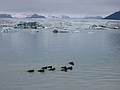 Sept 1, 2001 - At the shore of Jkulsrln (glacial river lagoon) at the foot of Breiamerkurjkull (a part of Vatnajkull).<br />Eider ducks.