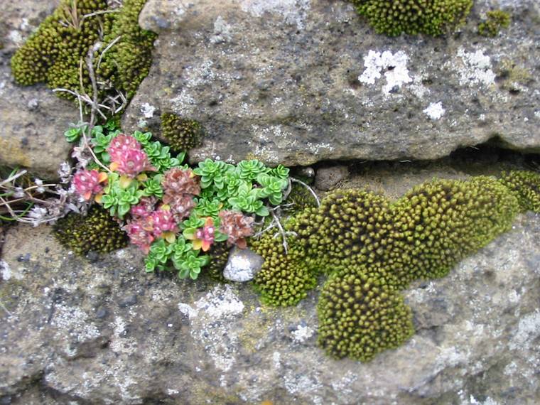 Sept 2, 2001 - Dyrhlaey, Iceland.