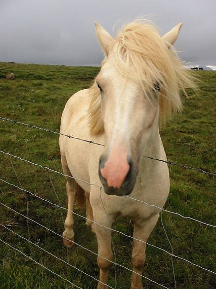 Sept 2, 2001 - Gullfoss, Iceland.<br />An Icelandic horse.