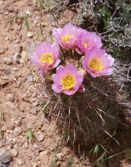 May 13, 2001 - Castle Valley Road off scenic highway Utah-128.<br />Blooming prickly pear cactus.