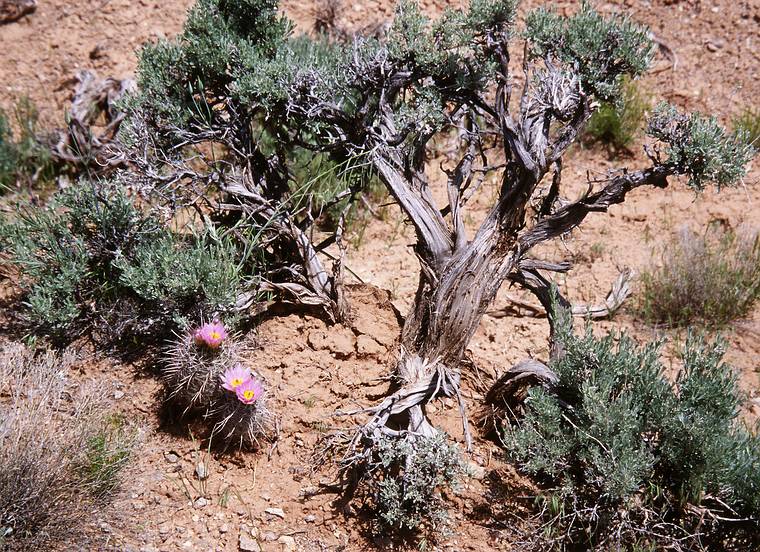 May 13, 2001 - Castle Valley Road off scenic highway Utah-128.<br />Blooming prickly pear cactus and a juniper tree/bush.