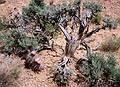 May 13, 2001 - Castle Valley Road off scenic highway Utah-128.<br />Blooming prickly pear cactus and a juniper tree/bush.