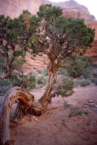 May 14, 2001 - Arches National Park, Utah.<br />Juniper tree at Park Avenue.