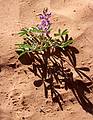 May 14, 2001 - Arches National Park, Utah.<br />Lupine on Park Avenue.