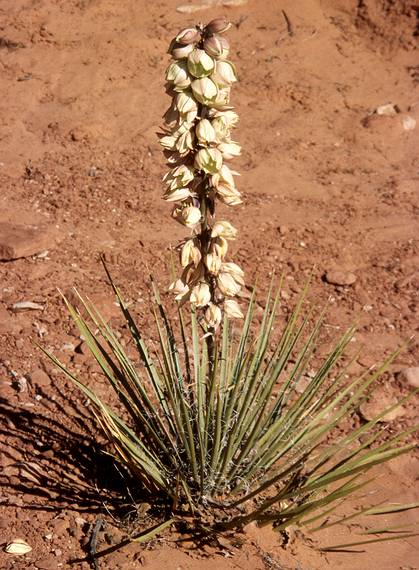 May 14, 2001 - Arches National Park, Utah.<br />Flowering yucca.