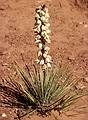 May 14, 2001 - Arches National Park, Utah.<br />Flowering yucca.