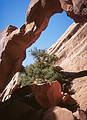 May 14, 2001 - Arches National Park, Utah.<br />Wall Arch in Devils Garden.