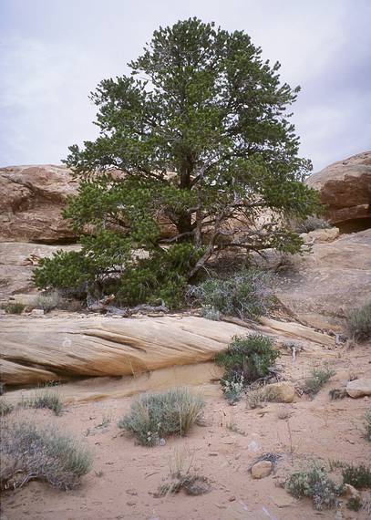 May 15, 2001 - The Needles District of Canyonlands National Park, Utah<br />Along Slickrock Trail.