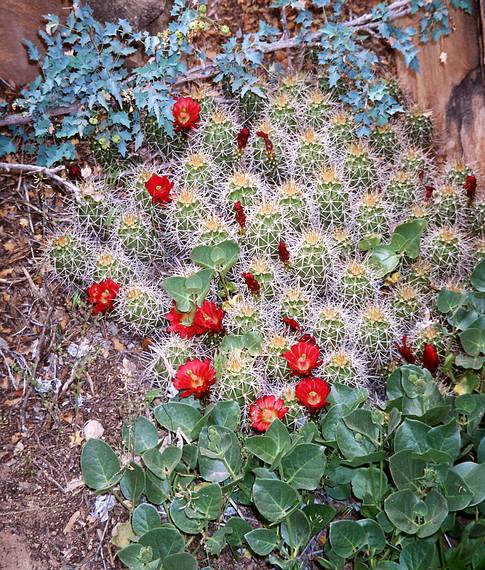 May 15, 2001 - The Needles District of Canyonlands National Park, Utah<br />Claret cactus flowers at Cave Spring.