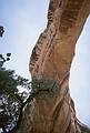 May 16, 2001 - Natural Bridges National Monument, Utah.<br />Under Sipapu Bridge.