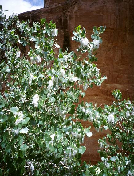 May 16, 2001 - Natural Bridges National Monument, Utah.<br />Cotton on cottonwood tree.