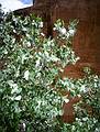May 16, 2001 - Natural Bridges National Monument, Utah.<br />Cotton on cottonwood tree.