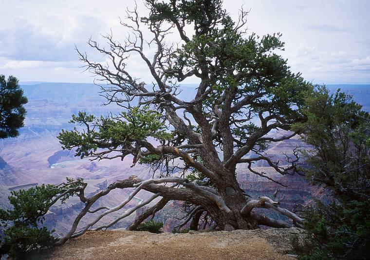 May 19, 2001 - North Rim of the Grand Canyon, Arizona.