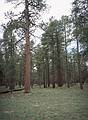 May 19, 2001 - North Rim of the Grand Canyon, Arizona.<br />Ponderosa pine forest along Cape Final Trail.