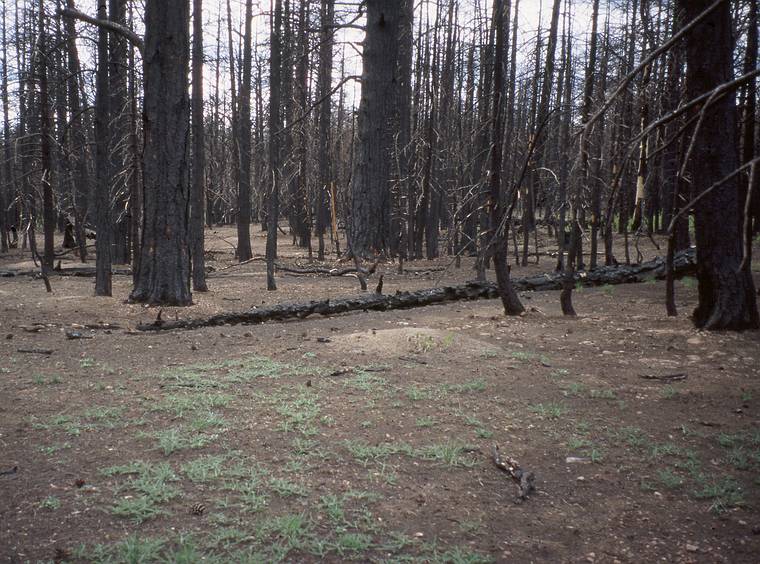 May 19, 2001 - Inperial Point, North Rim of the Grand Canyon, Arizona.<br />Burned forest along Point Imperial Trail.
