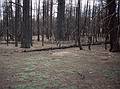 May 19, 2001 - Inperial Point, North Rim of the Grand Canyon, Arizona.<br />Burned forest along Point Imperial Trail.