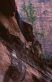 May 20, 2001 - Emerald Pools hike, Zion National Park, Utah.<br />Water dripping down over the wall from Middle Emerald Pool to the Lower Emerald Pool.