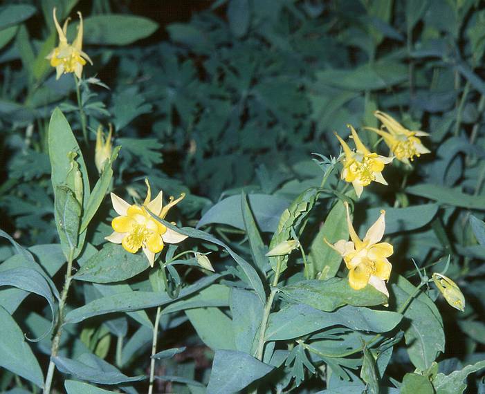 May 20, 2001 - Emerald Pools hike, Zion National Park, Utah.<br />Columbines.