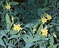 May 20, 2001 - Emerald Pools hike, Zion National Park, Utah.<br />Columbines.